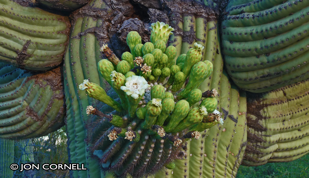 Picture of a cactus in bloom for Photography