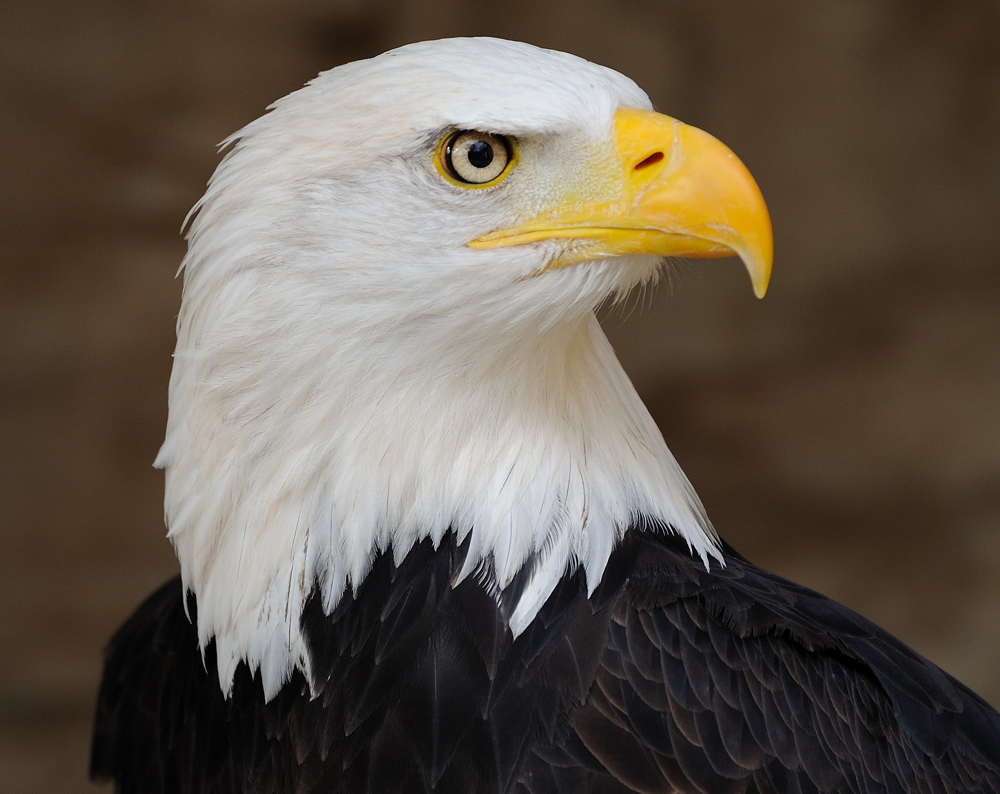 Picture of an American Bald Eagle